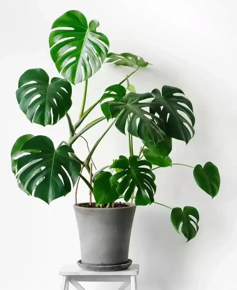 盤點16種常見家庭大型盆栽綠植(下)