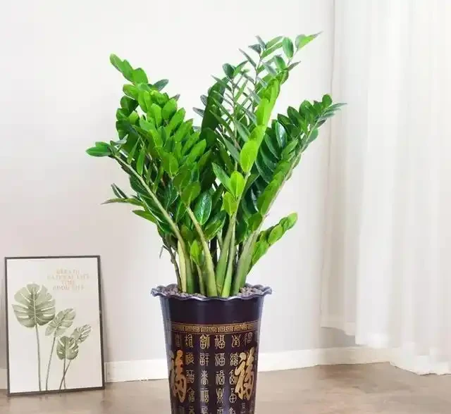 盤點16種常見家庭大型盆栽綠植(下)