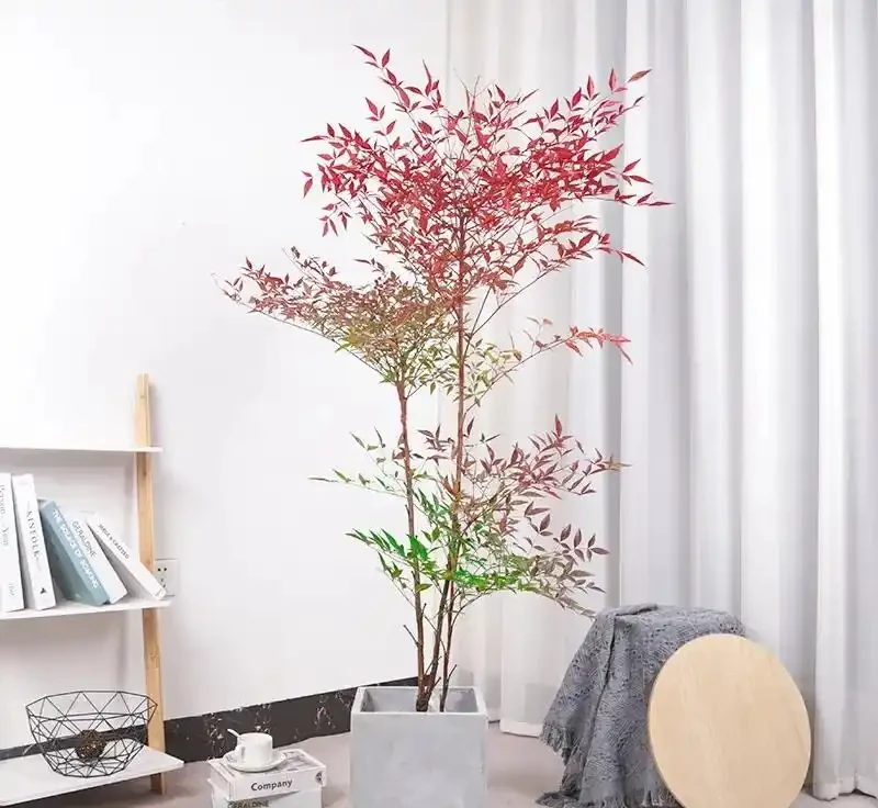 盤點16種常見家庭大型盆栽綠植(下)