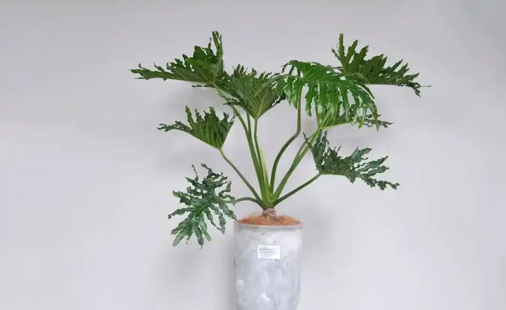 盤點16種常見家庭大型盆栽綠植(下)