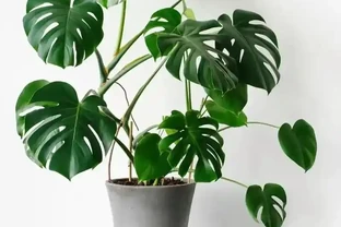 盤點16種常見家庭大型盆栽綠植（下）