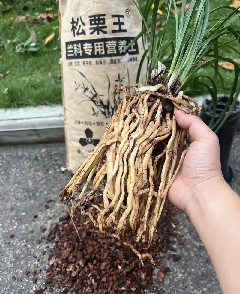 蘭花植料的三大要素,配土方案推薦,選擇與注意事項