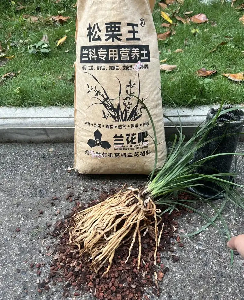 蘭花植料的三大要素,配土方案推薦,選擇與注意事項