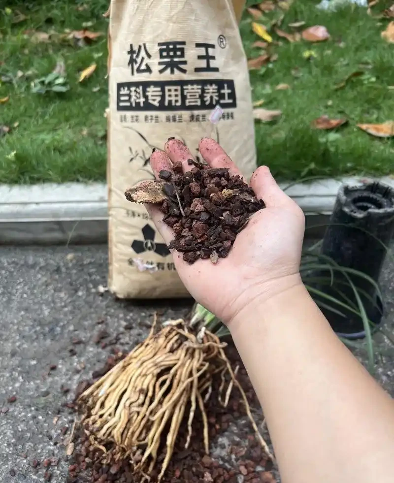 蘭花植料的三大要素,配土方案推薦,選擇與注意事項