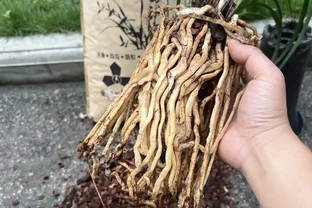 蘭花植料的三大要素，配土方案推薦，選擇與注意事項