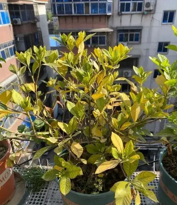 硫酸亞鐵別亂用,小心燒根,分清植物特性,有些植物不需要!
