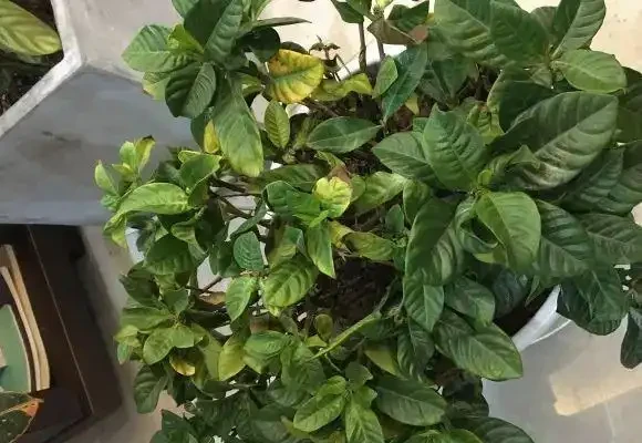 硫酸亞鐵別亂用,小心燒根,分清植物特性,有些植物不需要!