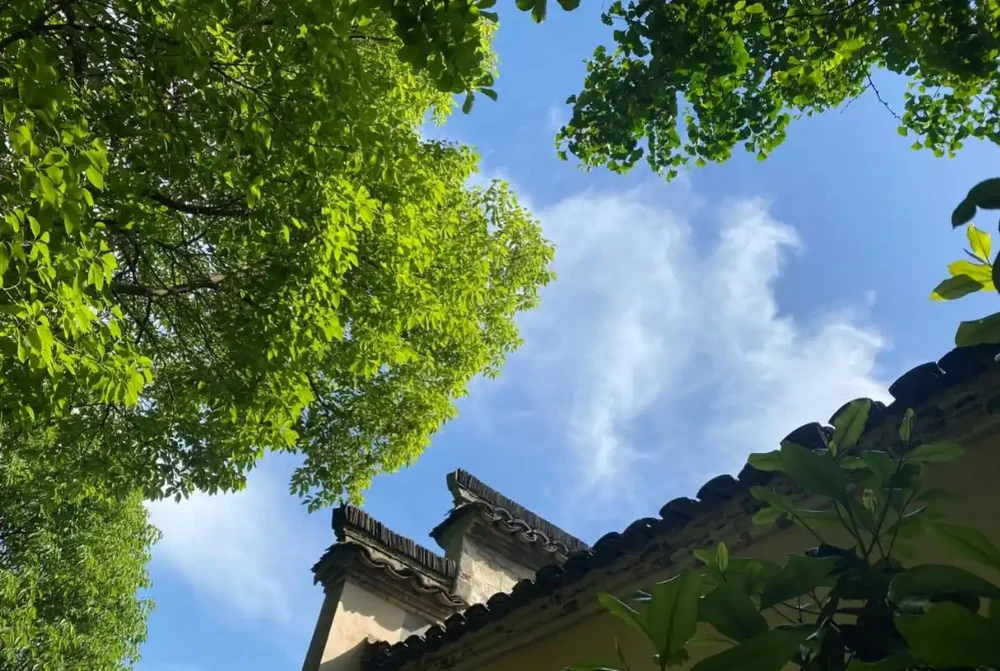 院子再小，也要種下的8種樹，老祖宗留下的「順口溜」，句句智慧