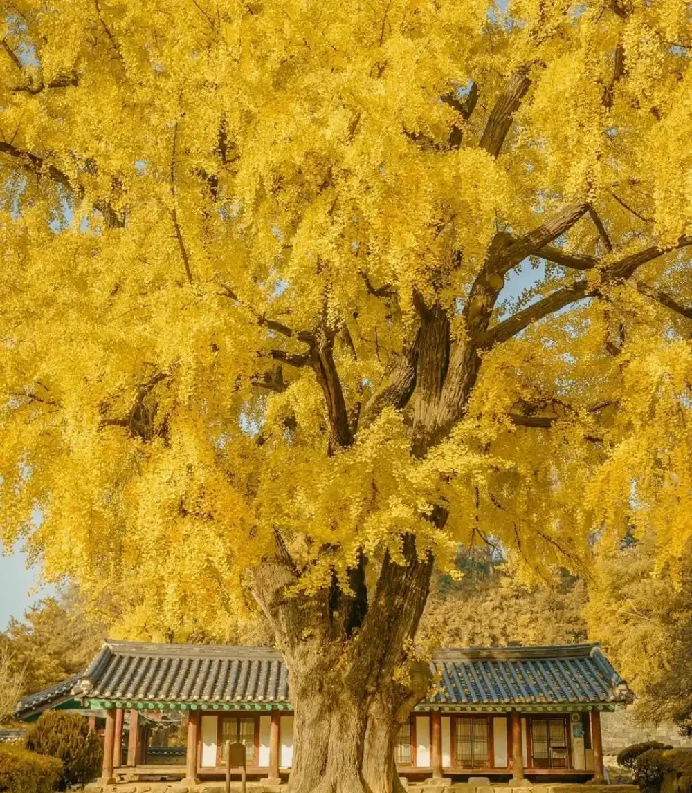 院子再小，也要種下的8種樹，老祖宗留下的「順口溜」，句句智慧