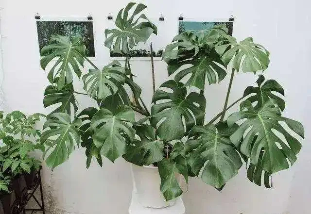 盆栽龜背芋養護要點和注意事項