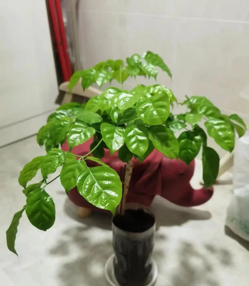 幸福樹怎麼進行插枝繁殖？主要分為4步，長根快長得好