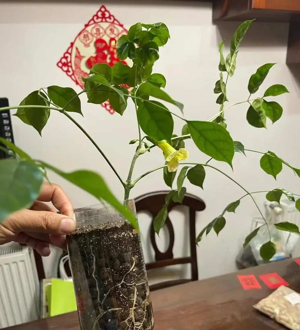 幸福樹怎麼進行插枝繁殖？主要分為4步，長根快長得好