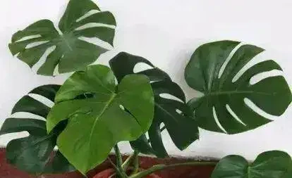 盆栽龜背芋養護要點和注意事項