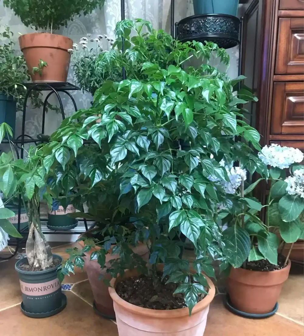 幸福樹怎麼進行插枝繁殖？主要分為4步，長根快長得好