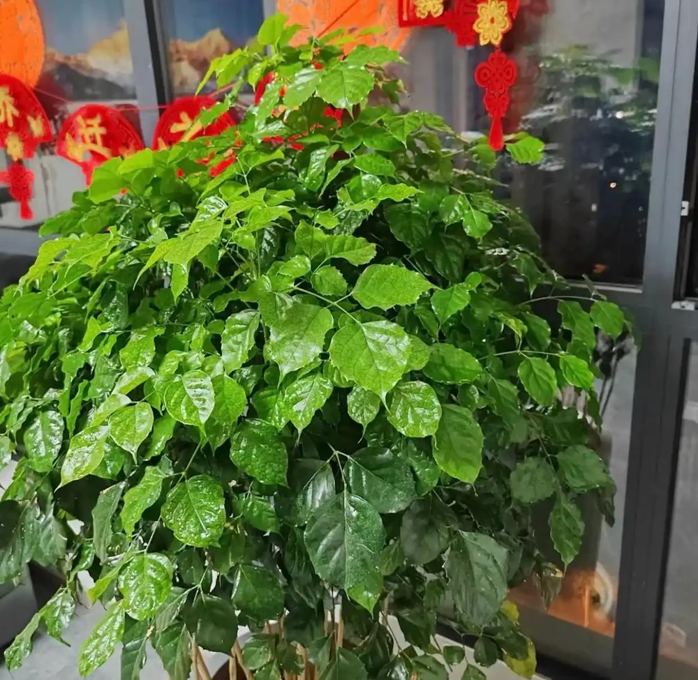 幸福樹怎麼進行插枝繁殖？主要分為4步，長根快長得好