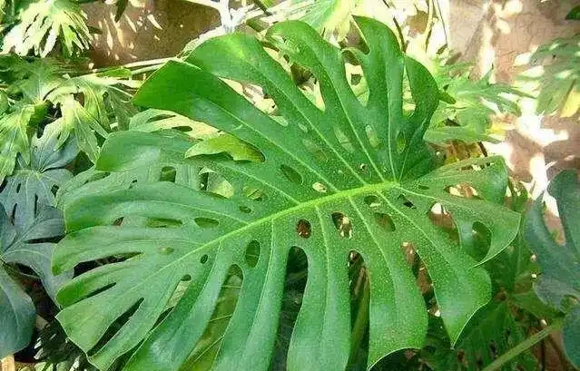 盆栽龜背芋養護要點和注意事項