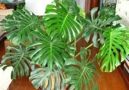 盆栽龜背芋養護要點和注意事項