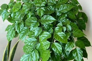 幸福樹怎麼進行插枝繁殖？主要分為4步，長根快長得好