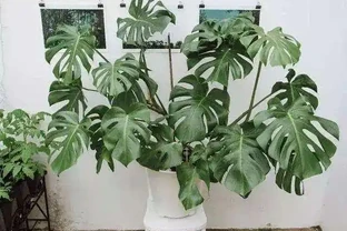 盆栽龜背芋養護要點和注意事項