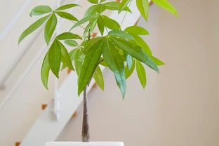 幸福樹盆栽，施什麼肥料好，要注意什麼？
