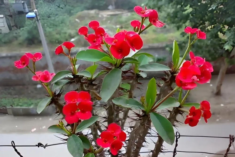 什麼花的開花期最長?帶你認識20種開花期超長的花卉,看看你認識幾種