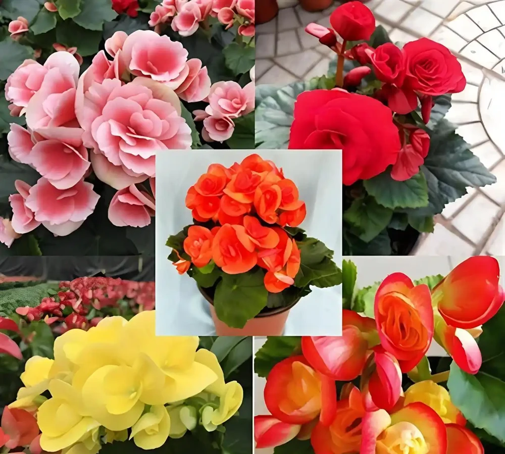 什麼花的開花期最長?帶你認識20種開花期超長的花卉,看看你認識幾種