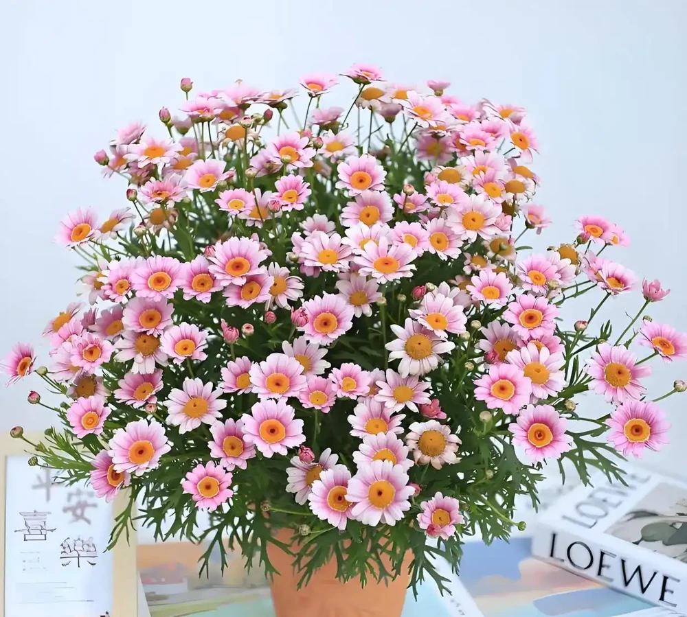 什麼花的開花期最長?帶你認識20種開花期超長的花卉,看看你認識幾種