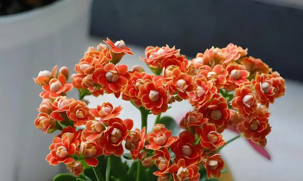 什麼花的開花期最長?帶你認識20種開花期超長的花卉,看看你認識幾種