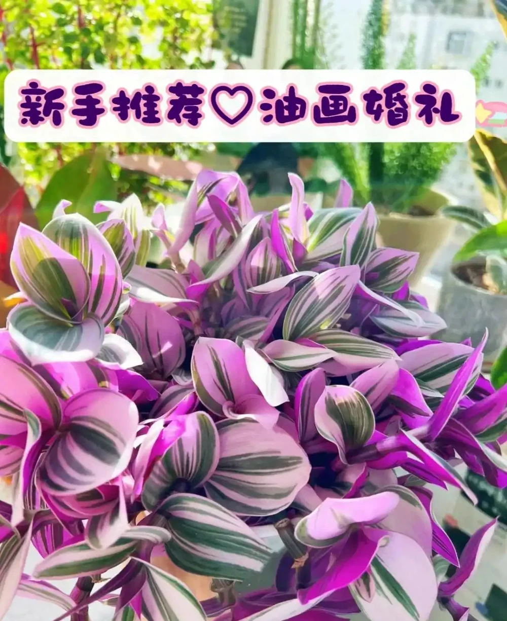 家裡光線差，就養「喜陰花」，這5種，好養有格調，喜歡的人很多