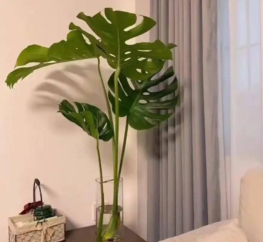 家裡光線差，就養「喜陰花」，這5種，好養有格調，喜歡的人很多