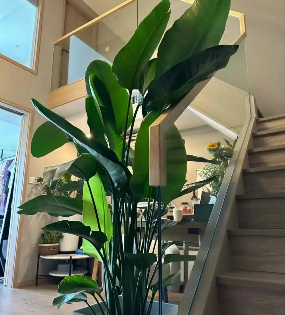 家裡光線差，就養「喜陰花」，這5種，好養有格調，喜歡的人很多