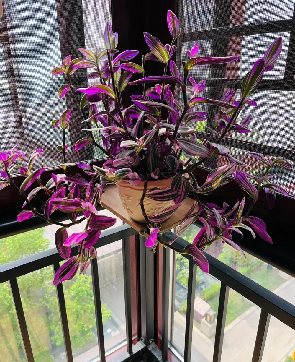 家裡光線差，就養「喜陰花」，這5種，好養有格調，喜歡的人很多