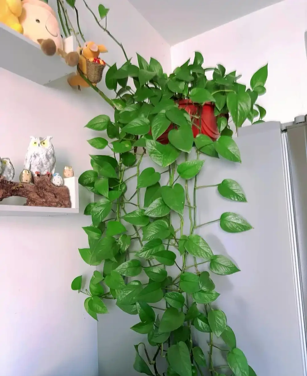 家裡光線差，就養「喜陰花」，這5種，好養有格調，喜歡的人很多