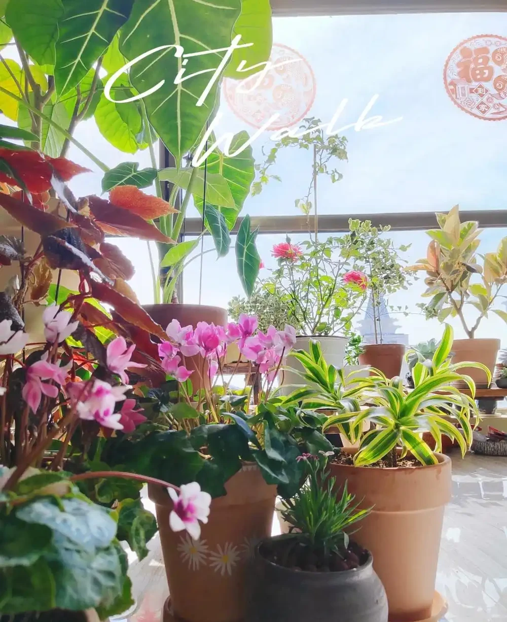 家裡光線差，就養「喜陰花」，這5種，好養有格調，喜歡的人很多