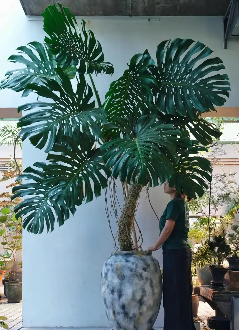 家裡光線差，就養「喜陰花」，這5種，好養有格調，喜歡的人很多