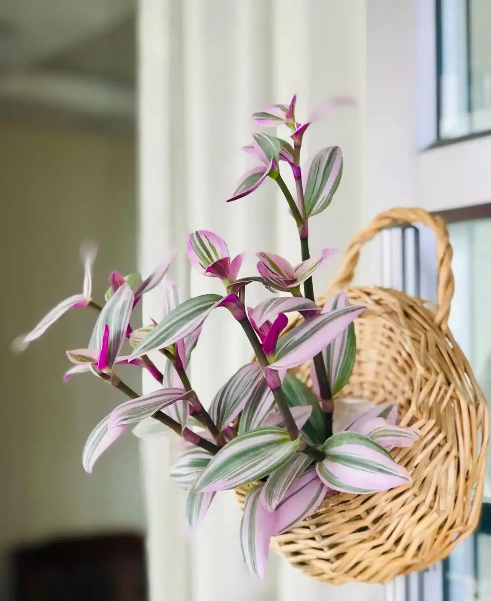 家裡光線差，就養「喜陰花」，這5種，好養有格調，喜歡的人很多