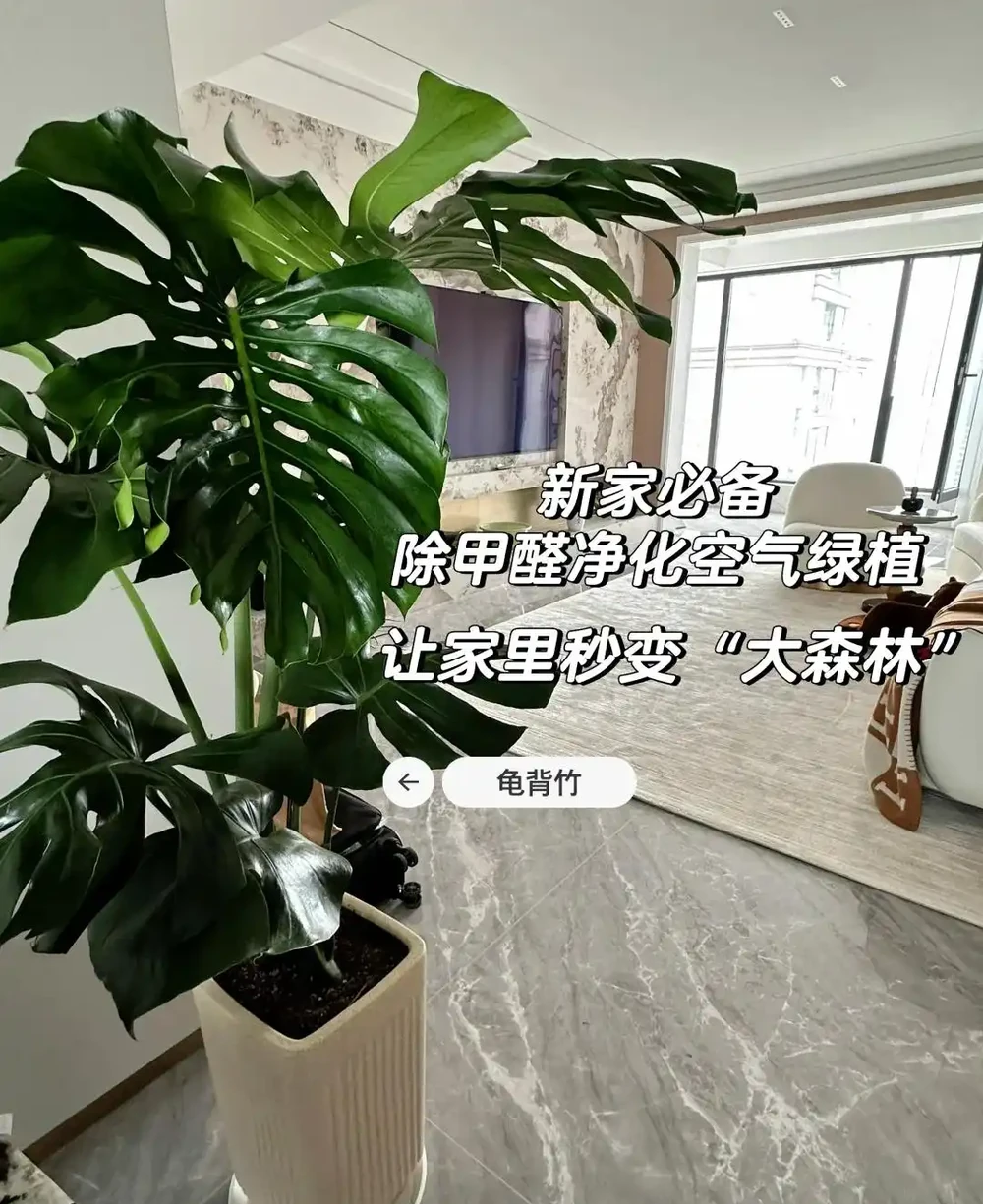 家裡光線差，就養「喜陰花」，這5種，好養有格調，喜歡的人很多