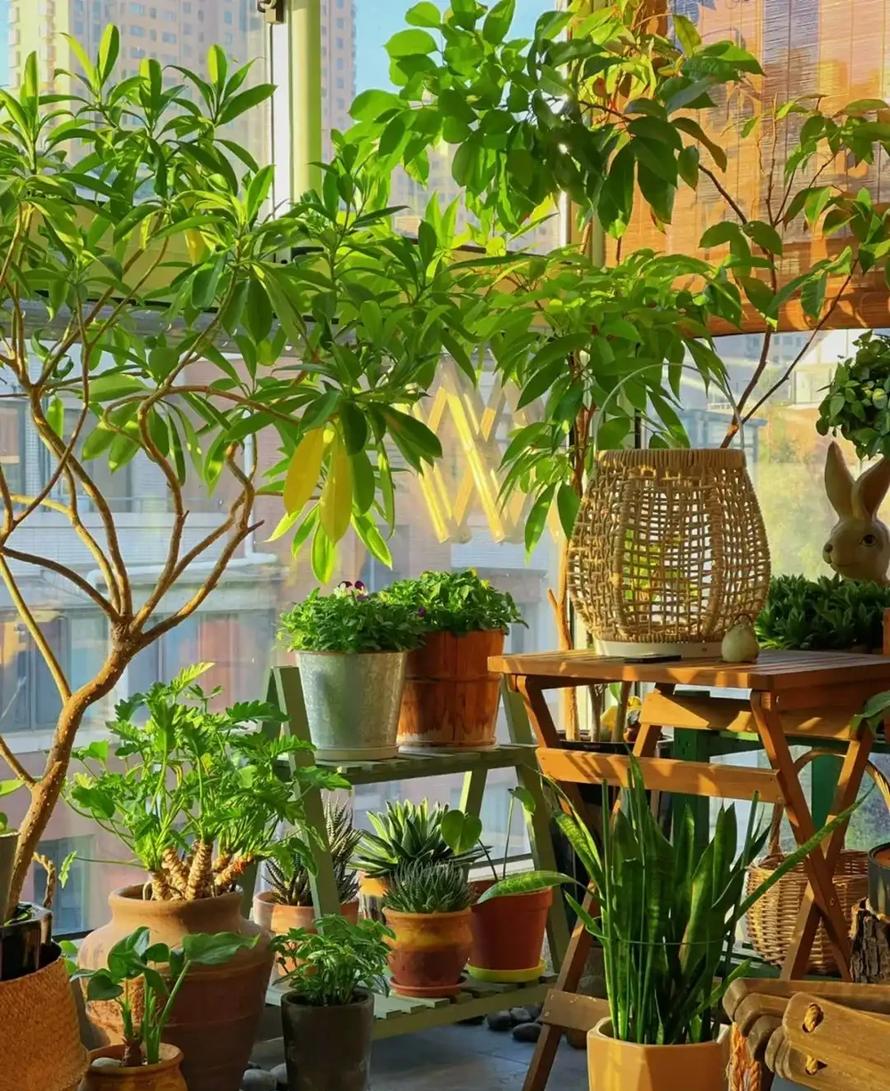 家裡光線差，就養「喜陰花」，這5種，好養有格調，喜歡的人很多