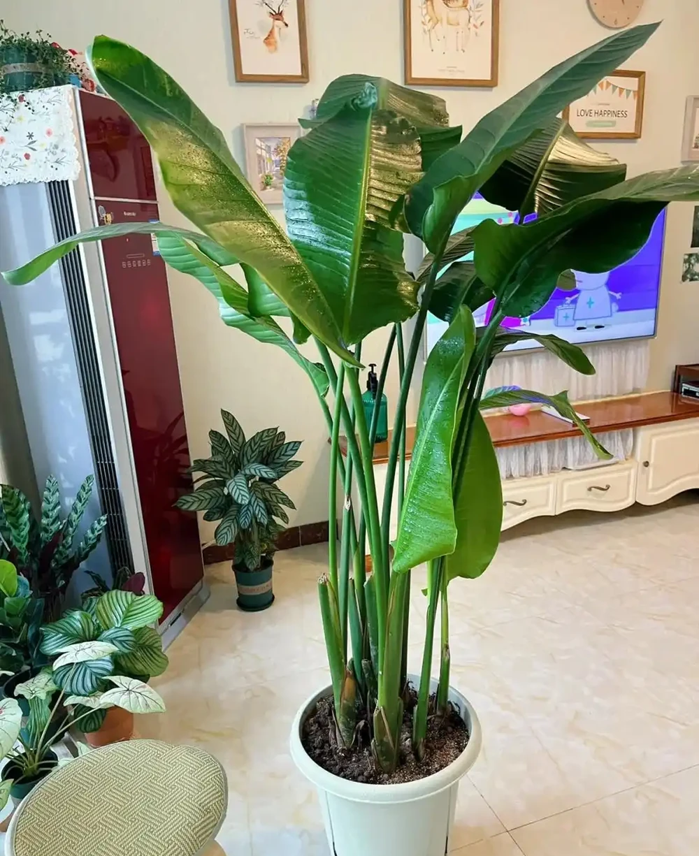 家裡光線差，就養「喜陰花」，這5種，好養有格調，喜歡的人很多