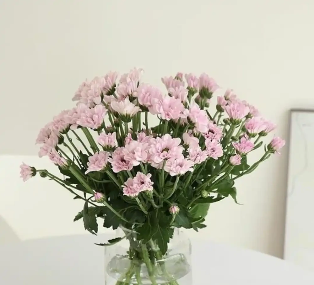 什麼鮮花開花期長一些適合插水瓶裡
