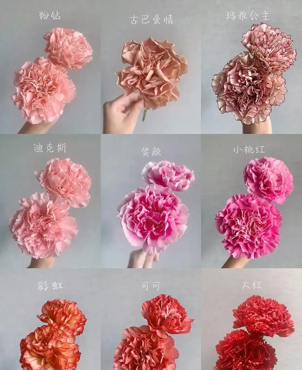 什麼鮮花開花期長一些適合插水瓶裡
