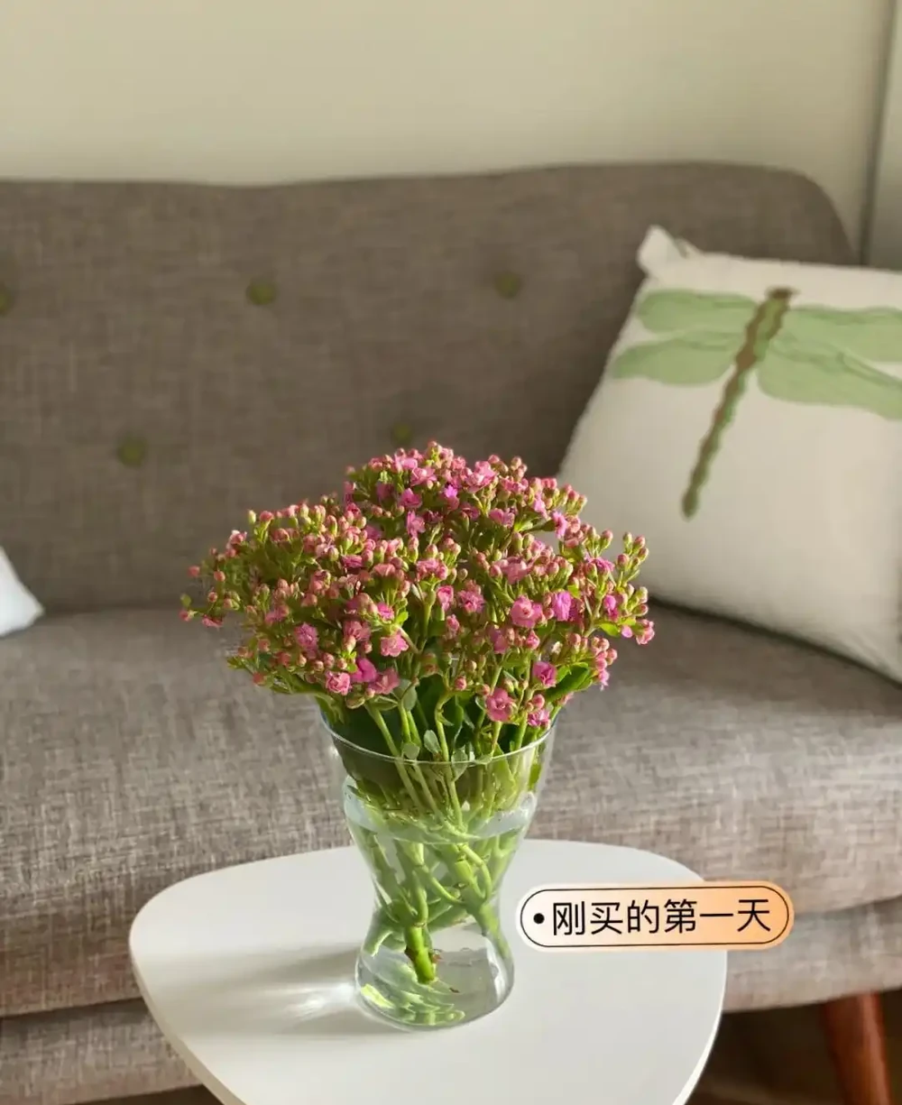 什麼鮮花開花期長一些適合插水瓶裡