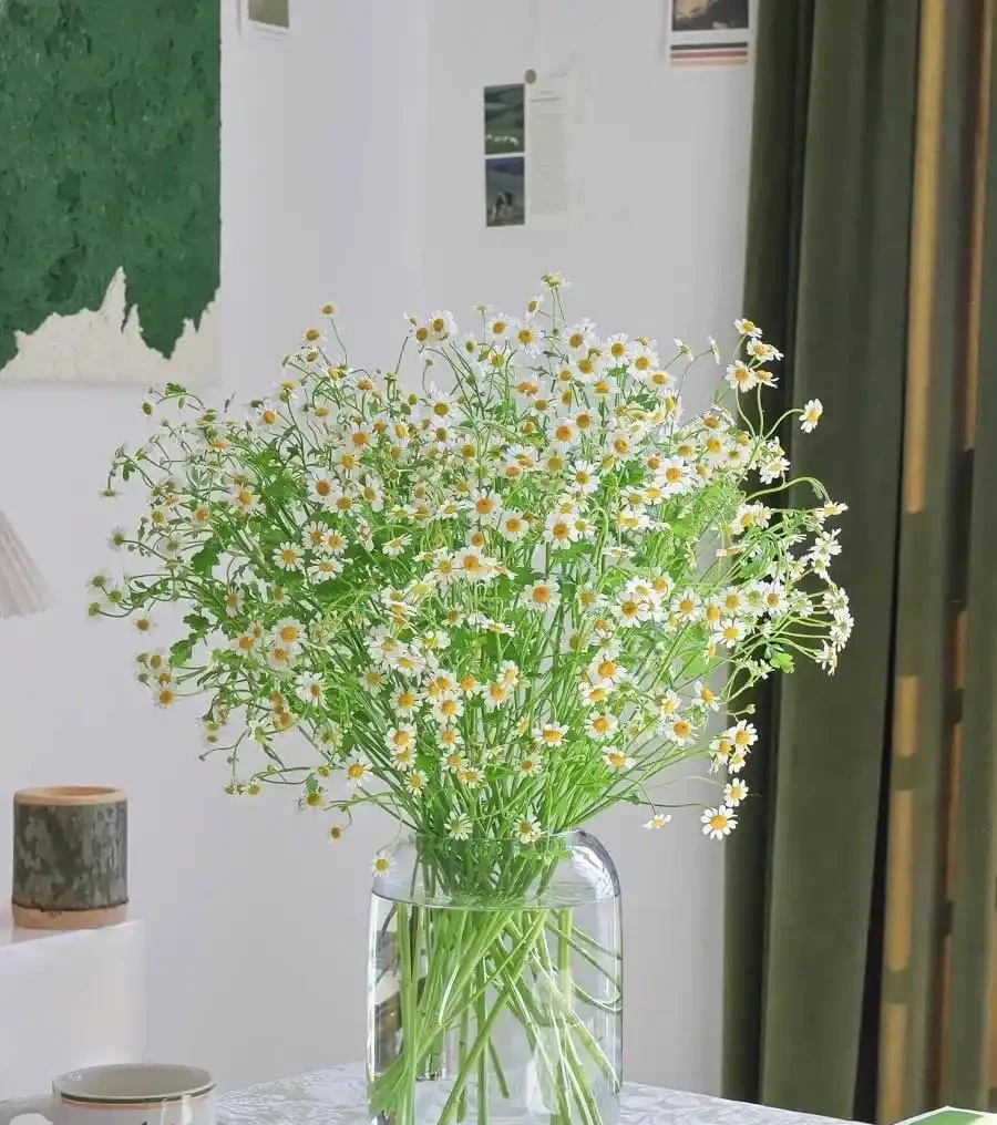 什麼鮮花開花期長一些適合插水瓶裡