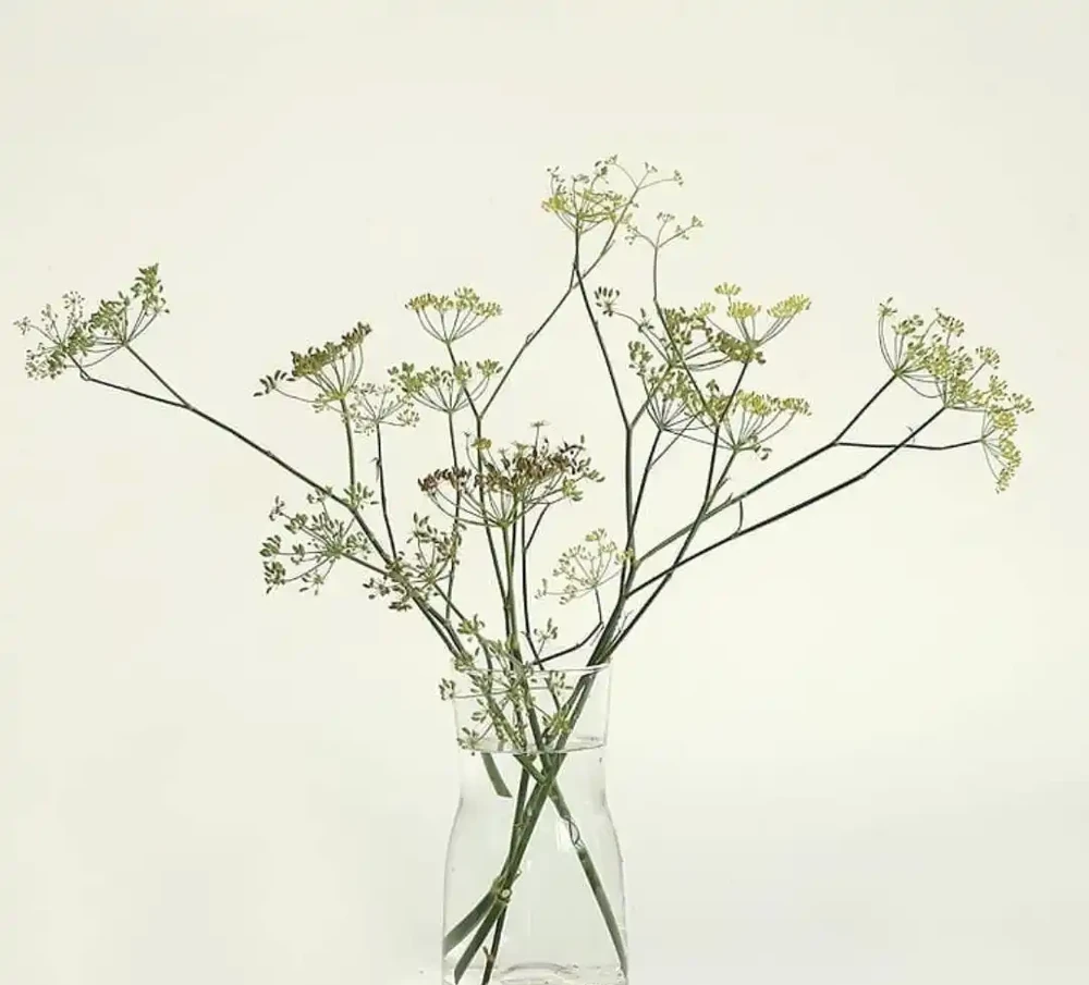 什麼鮮花開花期長一些適合插水瓶裡