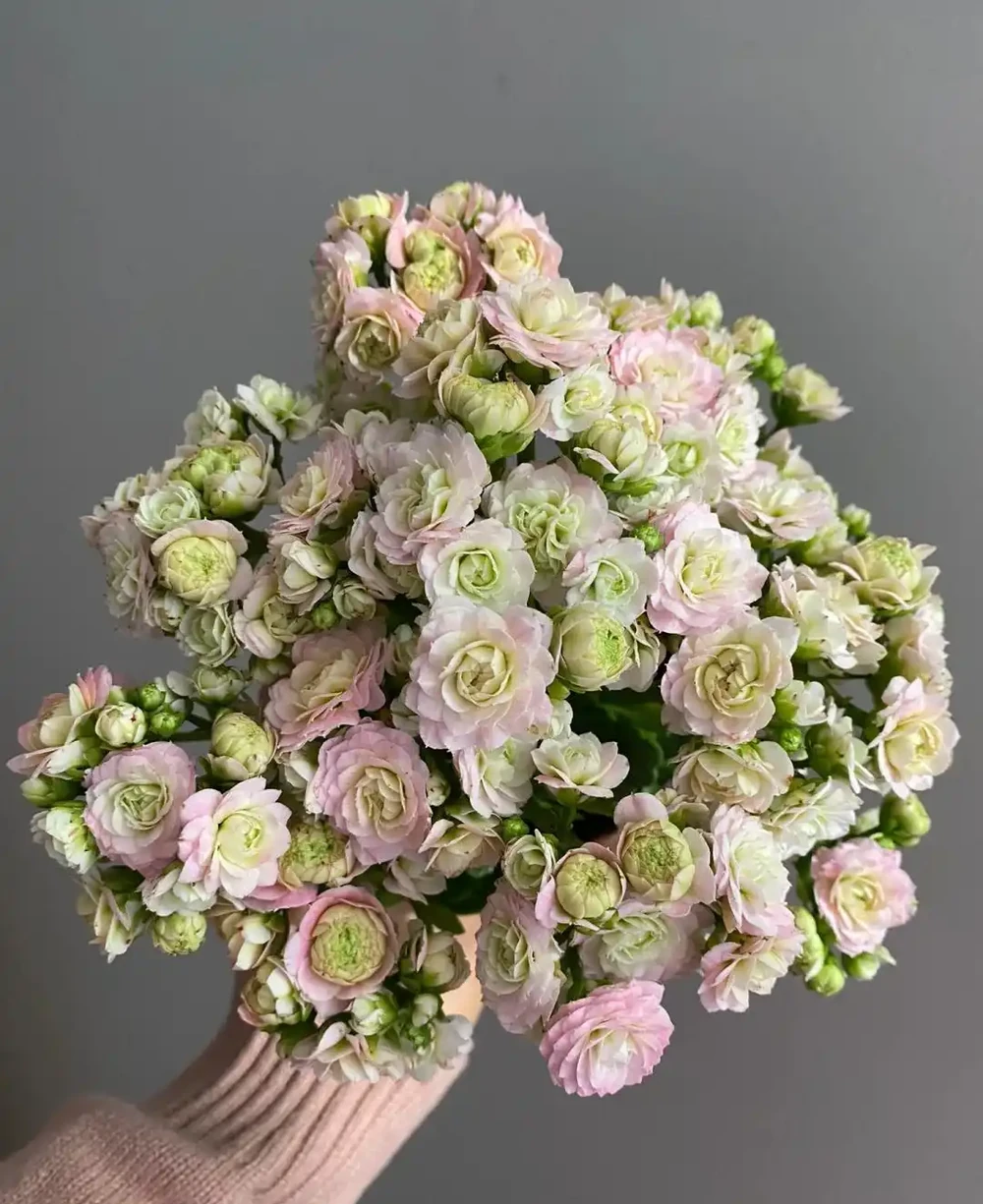 什麼鮮花開花期長一些適合插水瓶裡