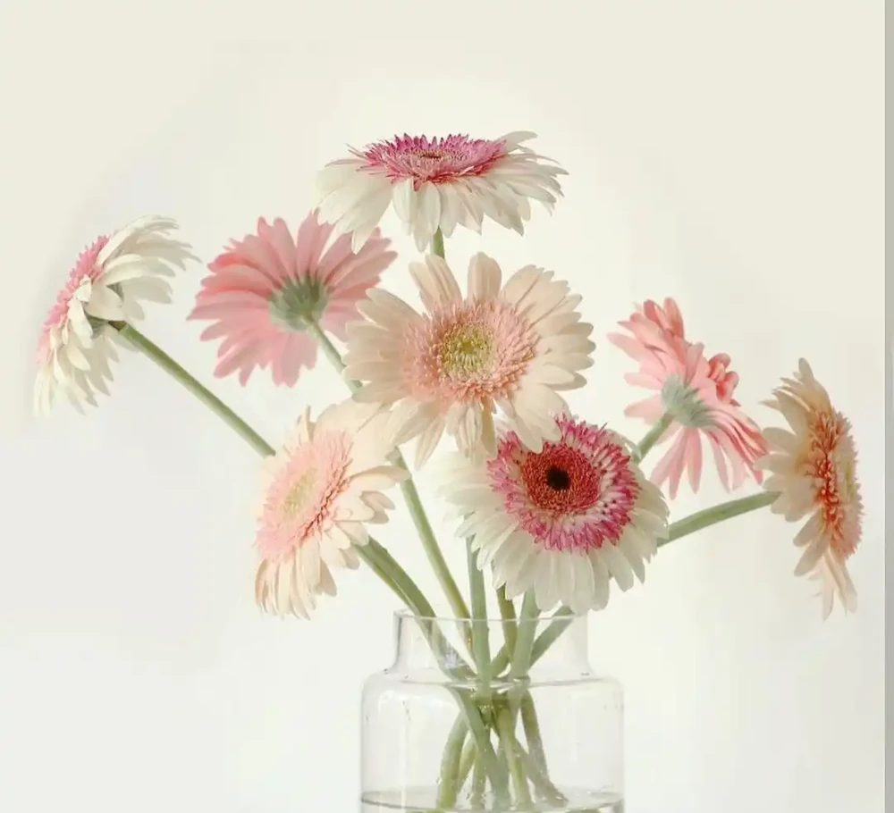 什麼鮮花開花期長一些適合插水瓶裡