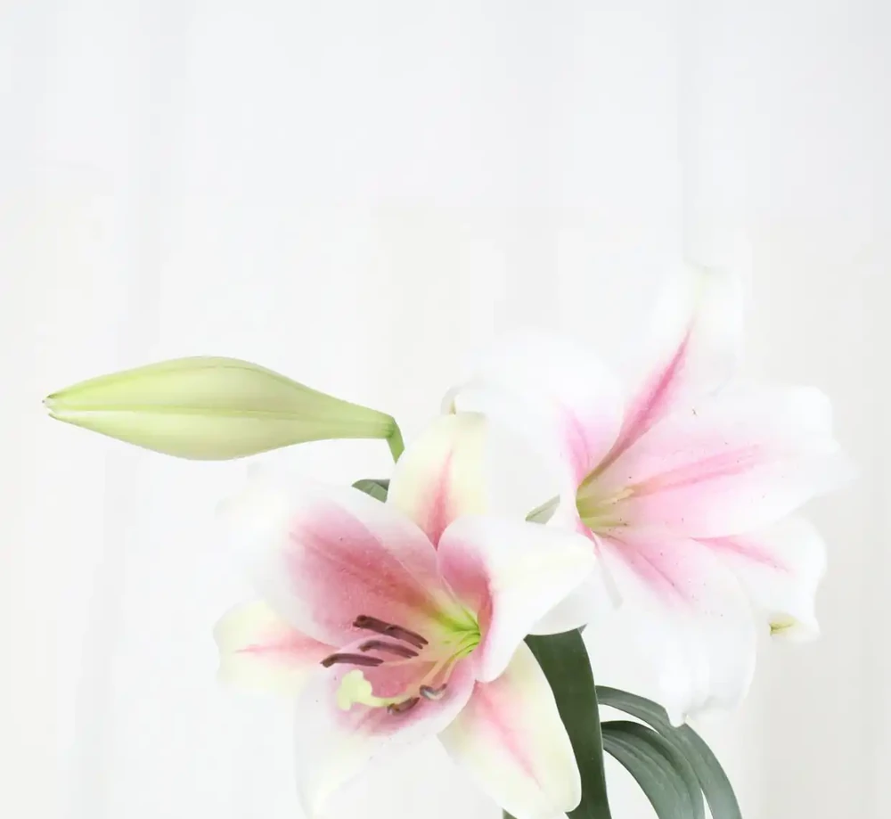 鐵炮百合
