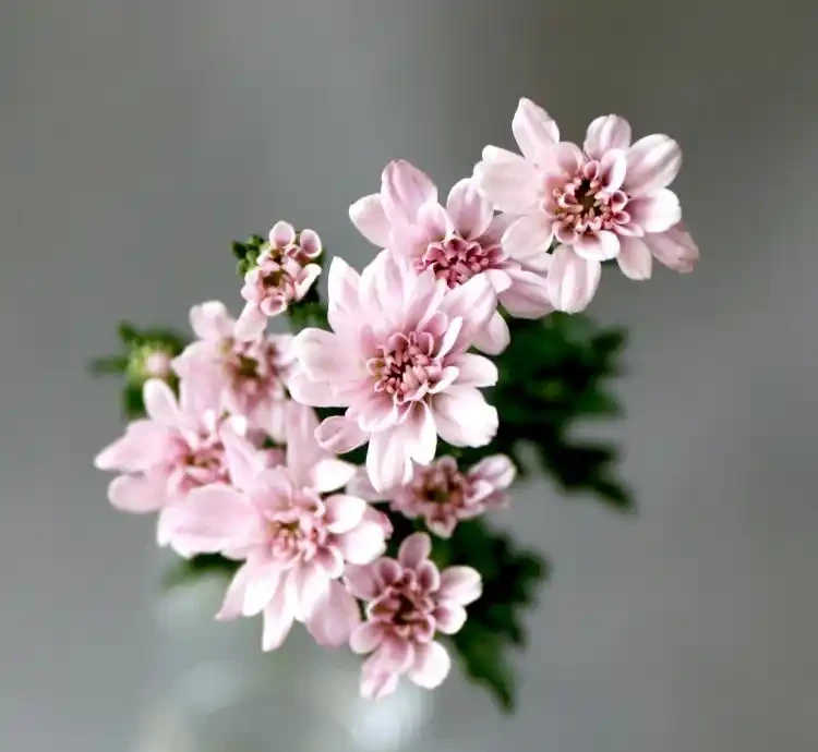 什麼鮮花開花期長一些適合插水瓶裡