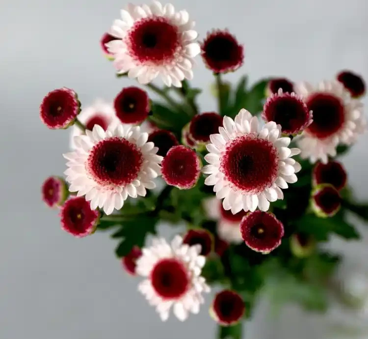 什麼鮮花開花期長一些適合插水瓶裡
