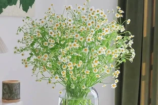 什麼鮮花開花期長一些適合插水瓶裡